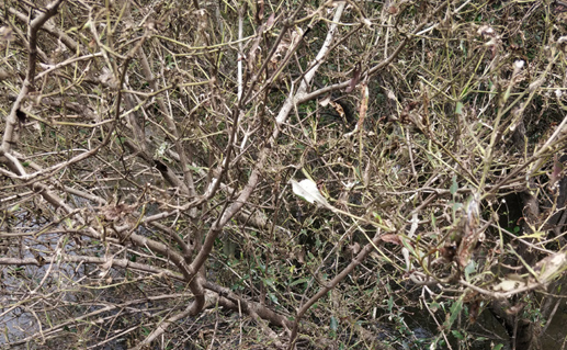 Mangrove defoliating pest